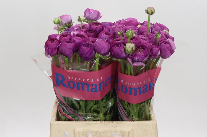 <h4>Ranunculus Romance Loubeyres</h4>