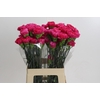 Dianthus St Bizet