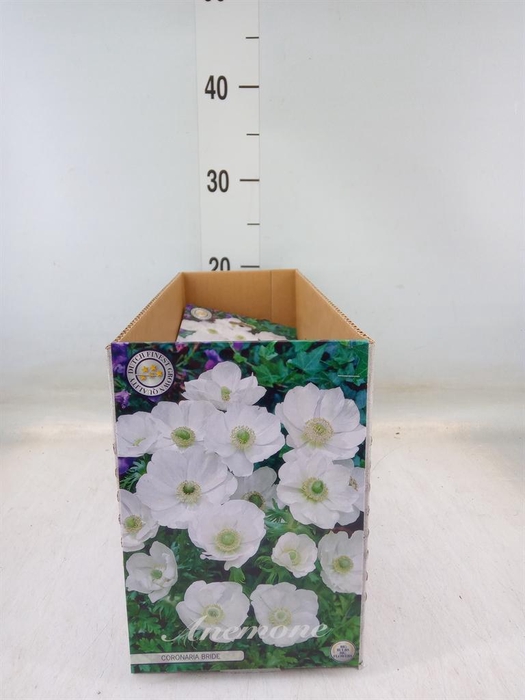 <h4>Anemone ...</h4>