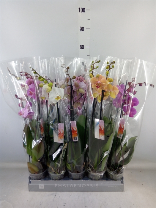 <h4>Phalaenopsis   ...mix  7</h4>