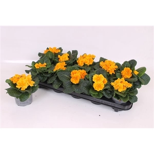 Primula Acaulis P10.5 - Orange