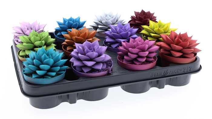 <h4>Echeveria purpusorum</h4>