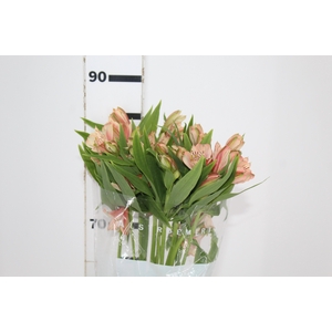 ALSTROEMERIA CANYON 080 CM