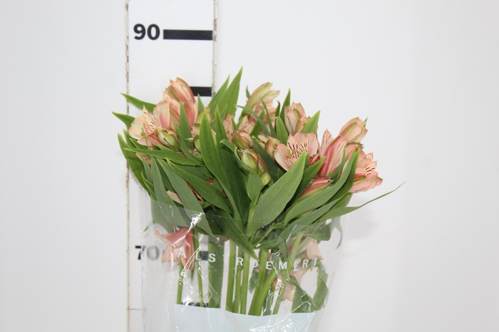 <h4>ALSTROEMERIA CANYON 080 CM</h4>