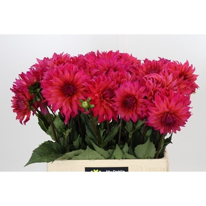 Dahlia Pink Punk