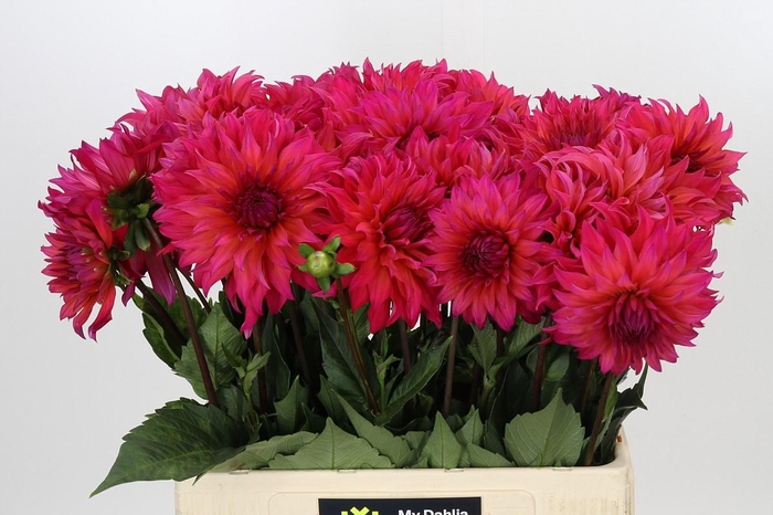 <h4>Dahlia Pink Punk</h4>