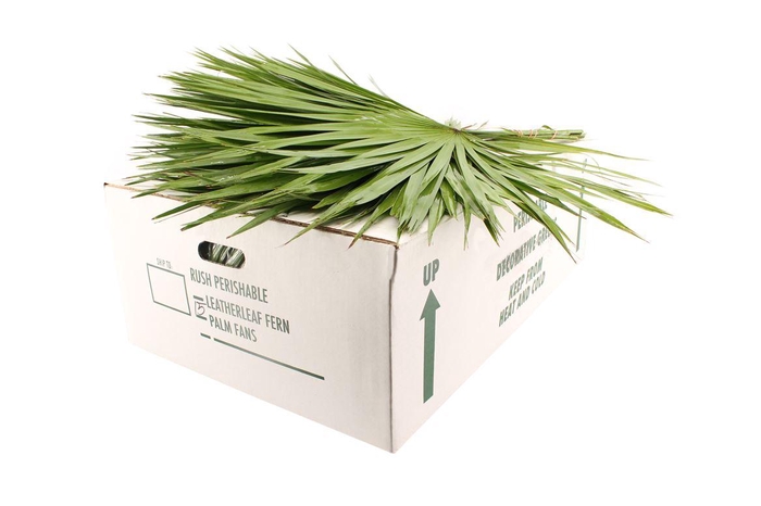 Palmetto X15 Black Friday Deals !!!