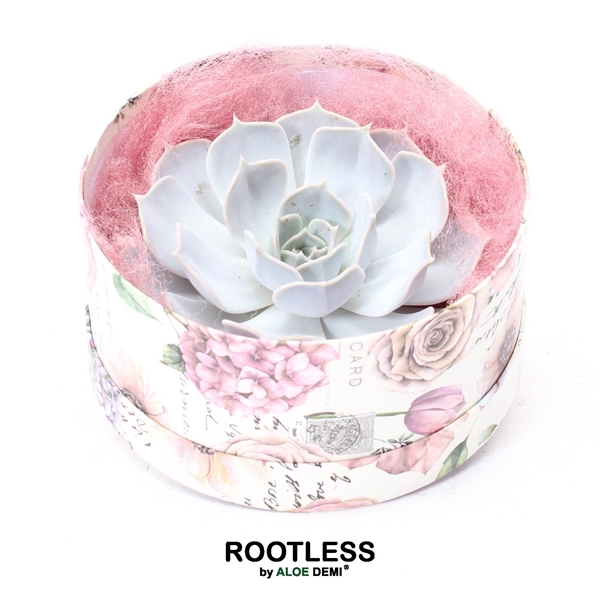 <h4>ROOTLESS Echeveria lilacina, Love box</h4>