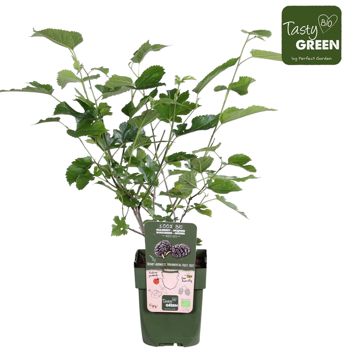 Morus nigra Mulle P13 - Tasty Green bio