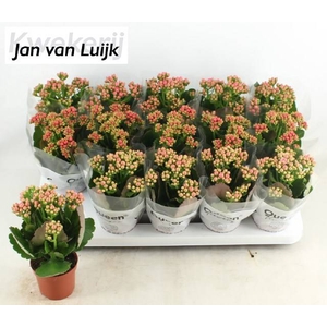 KALAN CALAN LUIJK MIX P9