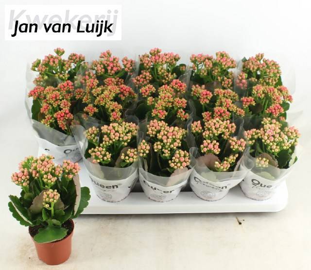 <h4>KALAN CALAN LUIJK MIX P9</h4>