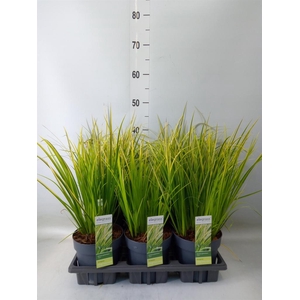 Acorus gramineus 'Ogon'