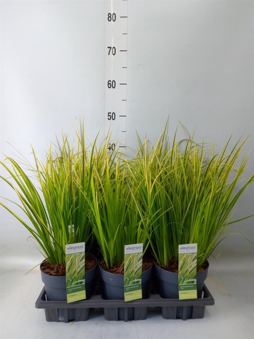 <h4>Acorus gramineus 'Ogon'</h4>