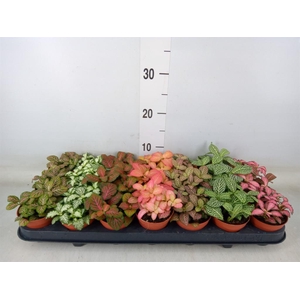 Fittonia   ...mix 7