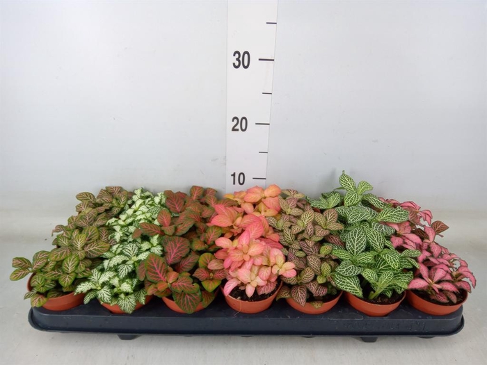 <h4>Fittonia   ...mix 7</h4>