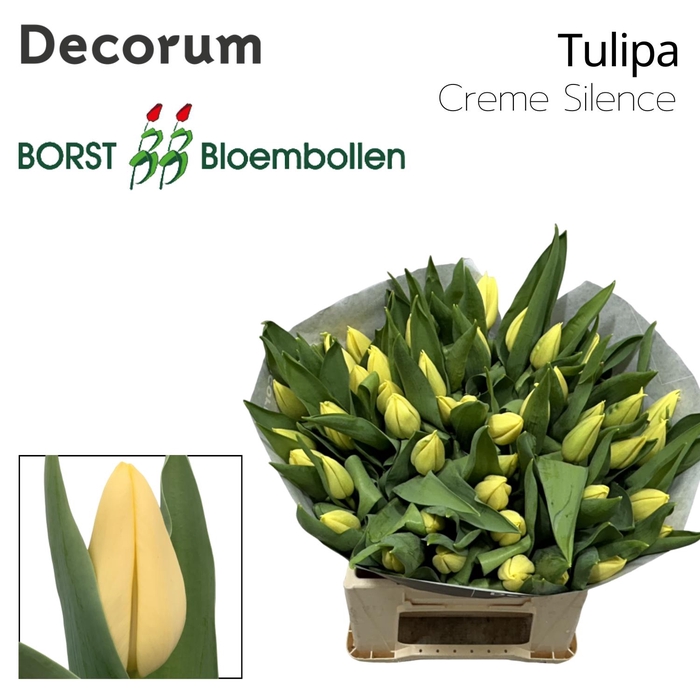 <h4>Tulipa Creme Silence</h4>