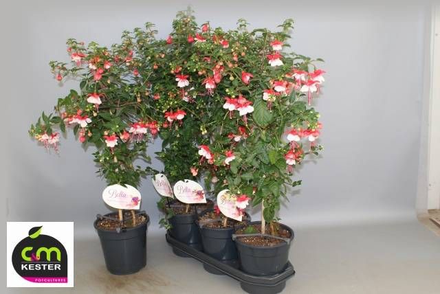 <h4>FUCHSIA OV</h4>