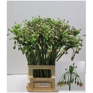 Allium Nectaroscordum Siculum