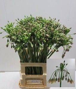 Allium Nectaroscordum Siculum