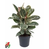Ficus Tineke