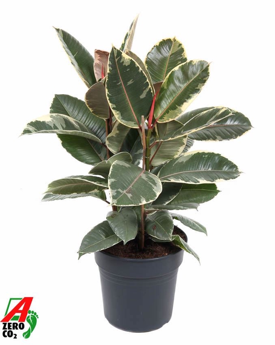 Ficus Tineke