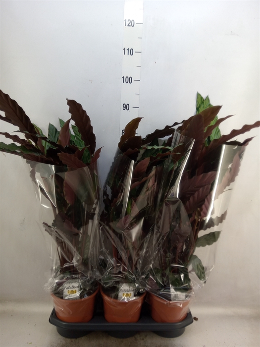 <h4>Calathea rufibarba 'Wavestar'</h4>