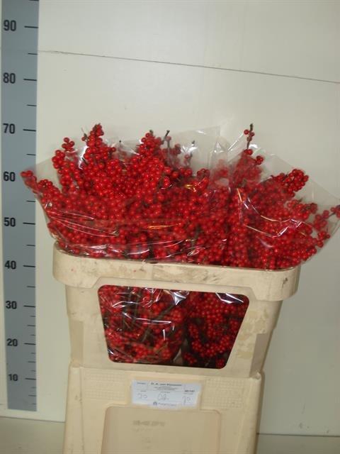 <h4>ILEX VE RODE BES</h4>