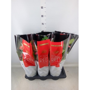 Anthurium andr. 'Madural'