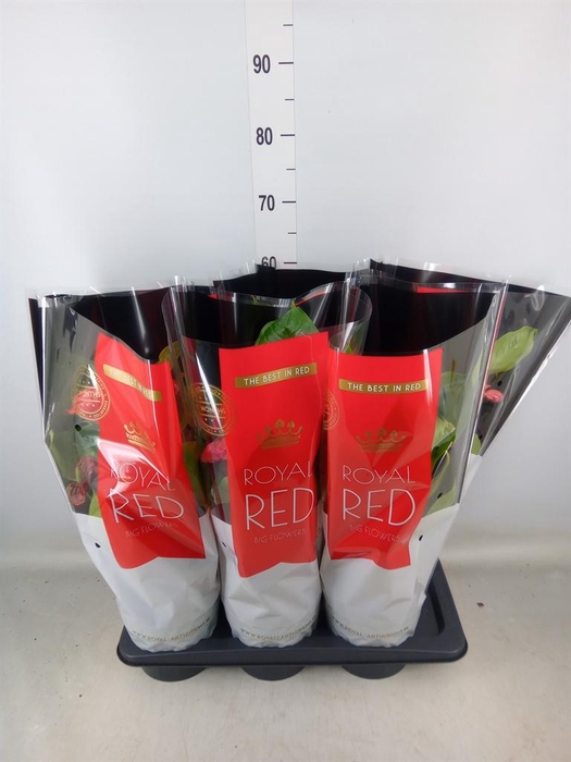 <h4>Anthurium andr. 'Madural'</h4>