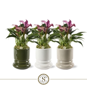 Geneve Keramiek Zizou