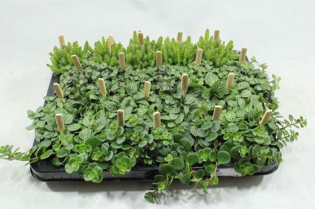 <h4>BAMBINO BBB</h4>