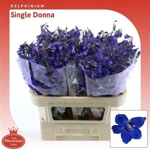 Delphinium single Donna