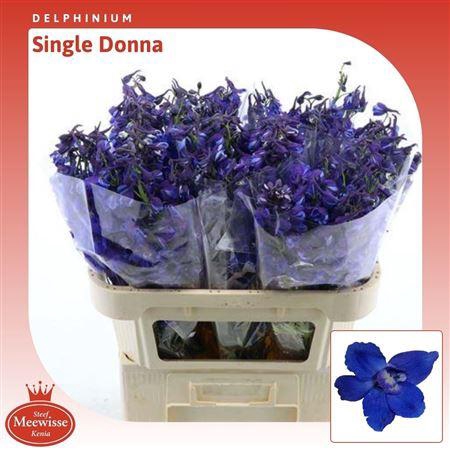 <h4>Delphinium single Donna</h4>
