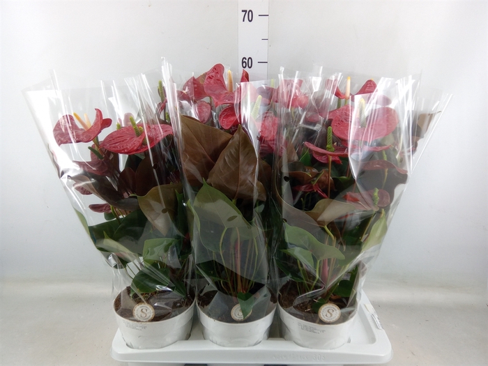 <h4>Anthurium andr. 'Coral Champion'</h4>