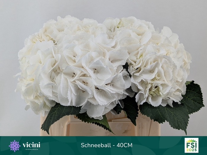 <h4>HYDR M SCHNEEBALL</h4>