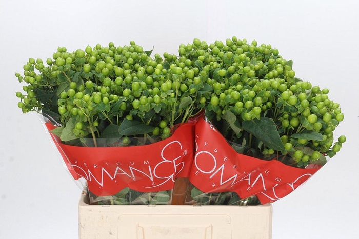 <h4>HYP JUNGLE ROMANCE</h4>