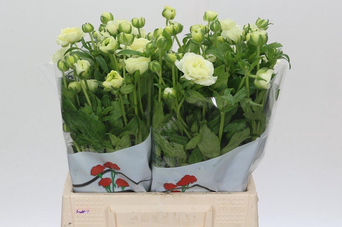 <h4>Ranunculus Butterfly Graces</h4>