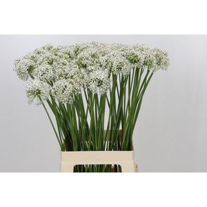 Allium Tuberosum