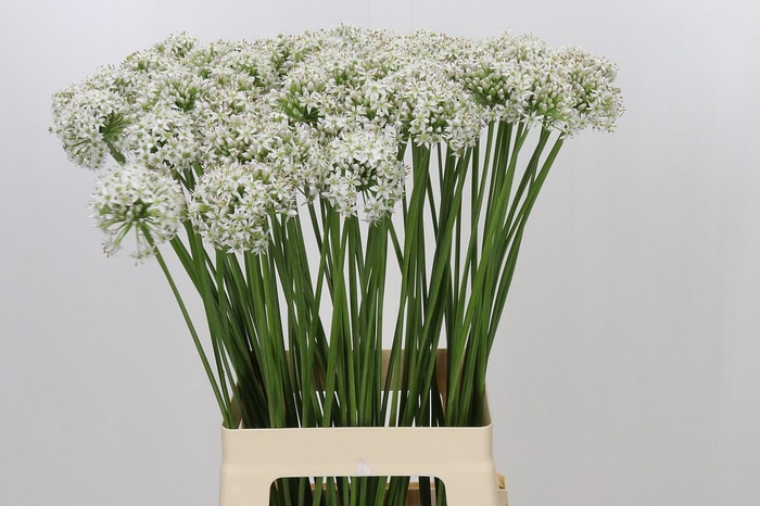 <h4>Allium Tuberosum</h4>