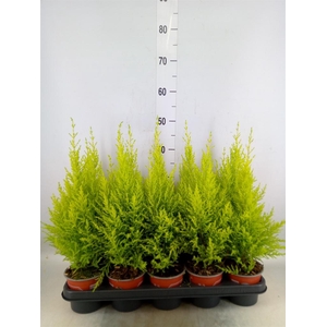 Cupressus macro. 'Goldcrest Wilma'