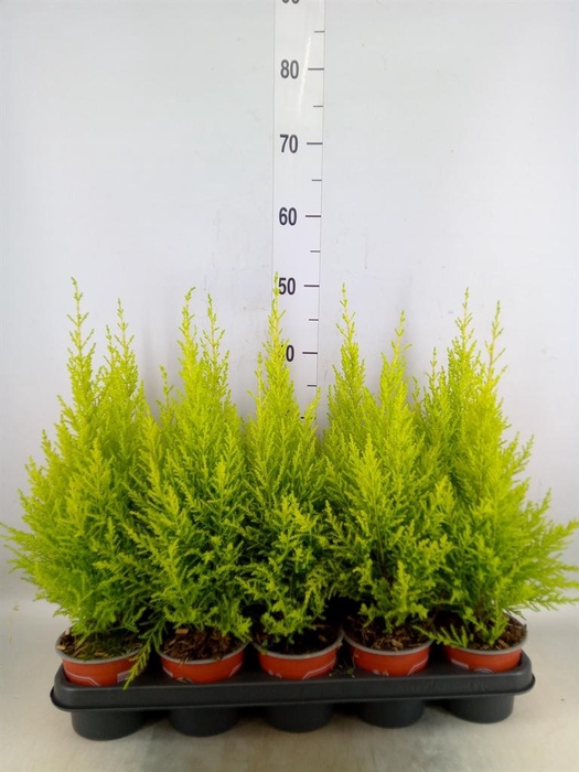 <h4>Cupressus macro. 'Goldcrest Wilma'</h4>