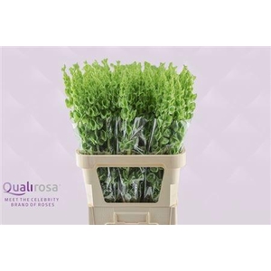 MOLUCCELLA STUK