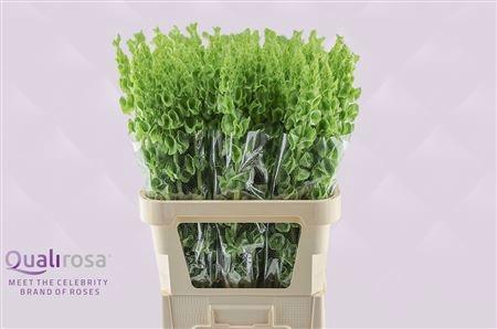 <h4>MOLUCCELLA STUK</h4>