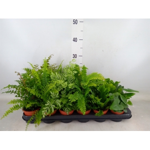 Ferns   ...mix