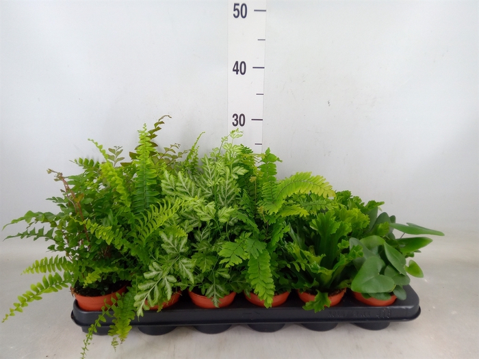 <h4>Ferns   ...mix</h4>