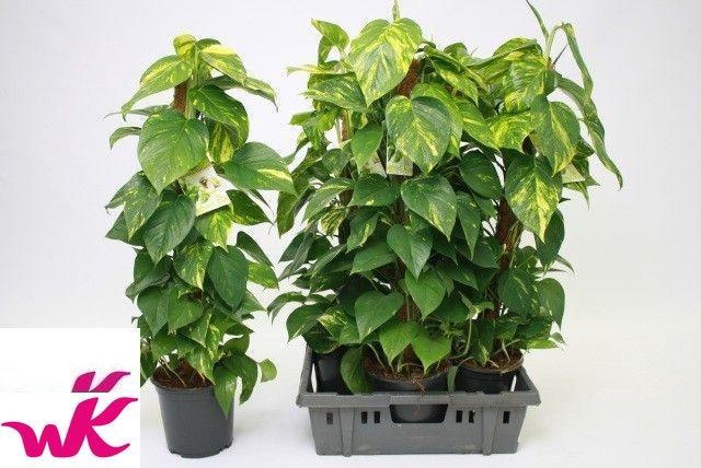 <h4>EPIPR MOSSTOK</h4>