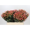 Hypericum Sweet Romance