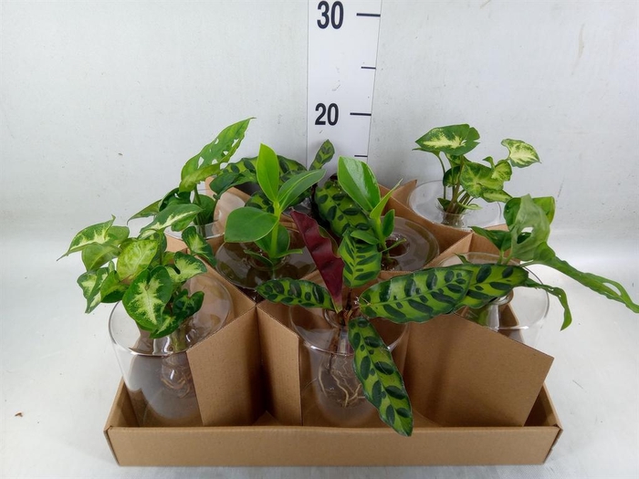 <h4>Planten  ..mix</h4>