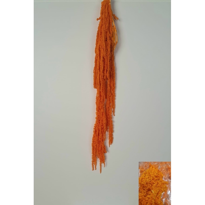 <h4>GESTABILISEERD AMARANTHUS (H) APRICOT</h4>