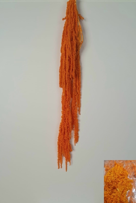 GESTABILISEERD AMARANTHUS (H) APRICOT